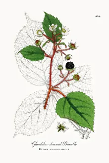 Glandular-stemmed Bramble, Rubus glandulosus, Victorian Botanical Illustration, 1863 Glandular-stemmed Bramble, Rubus glandulosus, Victorian Botanical Illustration, 1863