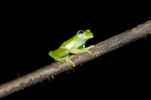 Glas frog -Cochranella midas-, sitting on a branch, Tiputini rain forest, Yasuni National Park Glas frog -Cochranella midas-, sitting on a branch, Tiputini rain forest, Yasuni National Park