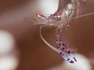 <b class=qtipBold><figcaption>Glass shrimp</figcaption></b><br>Close up of Glass shrimp with bokeh background.<br><em>© Andrey Narchuk</em> Glass shrimp