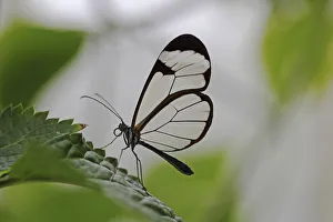 Glasswinged butterfly -Greta oto- on a green leaf, Mainau island, Baden-Wuerttemberg Glasswinged butterfly -Greta oto- on a green leaf, Mainau island, Baden-Wuerttemberg