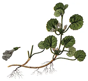 Glechoma hederacea ,ground-ivy, gill-over-the-ground, creeping charlie, alehoof, tunhoof Glechoma hederacea ,ground-ivy, gill-over-the-ground, creeping charlie, alehoof, tunhoof