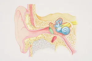 Human Body Prints: Cross-section Diagram of the Human Ear Print