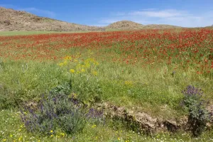 Spring Flowers Bloom in Moroccan Meadow Print