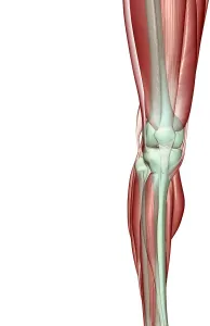 Front View Gastrocnemius Knee Anatomy Print