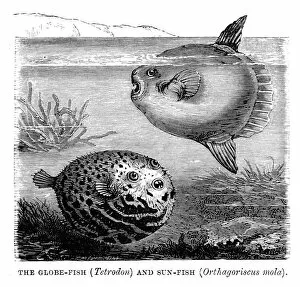 The Natural World Gallery: Globefish and Sunfish