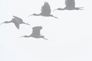Glossy ibis flight silhouette on a foggy morning Glossy ibis flight silhouette on a foggy morning