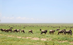 <b class=qtipBold><figcaption>Gnus in the savana</figcaption></b><br>by the thousands, grazing in wide expanses of Serengeti National Park Gnus in the savana