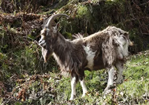 Goat, Glendalough, Wicklow Mountains, County Wicklow, Republic of Ireland, British Isles Goat, Glendalough, Wicklow Mountains, County Wicklow, Republic of Ireland, British Isles