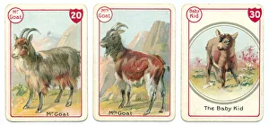 Three goat playing cards Victorian animal families game Three goat playing cards Victorian animal families game