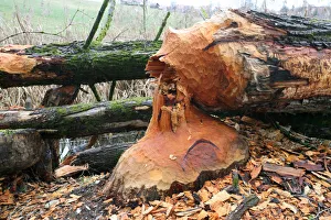 Goat Willow -Salix caprea- felled by beavers, Allgaeu, Bavaria, Germany, Europe Goat Willow -Salix caprea- felled by beavers, Allgaeu, Bavaria, Germany, Europe