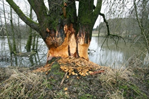 Goat Willow -Salix caprea- gnawed by beavers in a pond, Allgaeu, Bavaria, Germany, Europe Goat Willow -Salix caprea- gnawed by beavers in a pond, Allgaeu, Bavaria, Germany, Europe