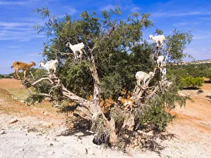 Goats -Capra- feeding on Argan fruits or Argan nuts on an Argan tree -Argania spinosa Goats -Capra- feeding on Argan fruits or Argan nuts on an Argan tree -Argania spinosa