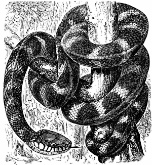 Gold-ringed cat snake (Boiga dendrophila)