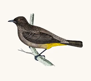 <b class=qtipBold><figcaption>Gold-Vented thrush</figcaption></b><br>A photograph of an original hand-colored engraving from The History of British Birds by Morris published in 1853-1891.<br><em>© mashuk</em> Gold-Vented thrush