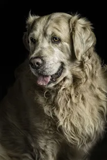 <b class=qtipBold><figcaption>Golden</figcaption></b><br>golden retriever portrait<br><em>© ©2014silversaltphoto</em> Golden