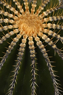 Golden Barrel Cactus -Echinocactus grusonii-, Spain Golden Barrel Cactus -Echinocactus grusonii-, Spain