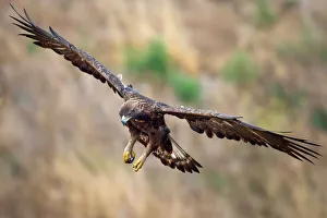 <b class=qtipBold><figcaption>Golden Eagle</figcaption></b><br>Golden Eagle flying.<br><em>© Phoo Chan</em> Golden Eagle