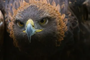 <b class=qtipBold><figcaption>Golden eagle</figcaption></b><br>Close up of golden eagle.<br><em>© Phoo Chan</em> Golden eagle