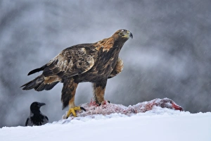 Golden Eagle -Aquila chrysaetos- with bait and a Hooded Crow -Corvus corone cornix- during a blizzard, Kainuu, Utajarvi Golden Eagle -Aquila chrysaetos- with bait and a Hooded Crow -Corvus corone cornix- during a blizzard, Kainuu, Utajarvi