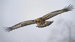 Golden Eagle -Aquila chrysaetos- in flight during snowfall, Oulanka National Park Golden Eagle -Aquila chrysaetos- in flight during snowfall, Oulanka National Park