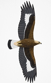 Golden Eagle (Aquila chrysaetos), juvenile Golden Eagle (Aquila chrysaetos), juvenile