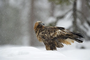 Golden Eagle -Aquila chrysaetos- standing in deep snow during snowfall, Oulanka National Park Golden Eagle -Aquila chrysaetos- standing in deep snow during snowfall, Oulanka National Park