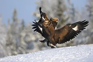 Golden Eagles -Aquila chrysaetos-, two eagles competing at a bait place, Kainuu, Utajarvi Golden Eagles -Aquila chrysaetos-, two eagles competing at a bait place, Kainuu, Utajarvi