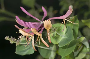 Golden flame honeysuckle -Lonicera heckrottii-, inflorescence, Untergroeningen, Baden-Wuerttemberg Golden flame honeysuckle -Lonicera heckrottii-, inflorescence, Untergroeningen, Baden-Wuerttemberg