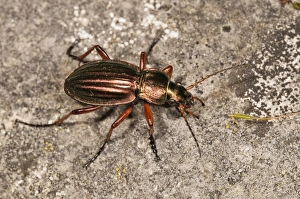 Golden ground beetle -Carabus auratus-, Untergroeningen, Baden-Wuerttemberg, Germany Golden ground beetle -Carabus auratus-, Untergroeningen, Baden-Wuerttemberg, Germany