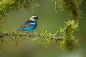 <b class=qtipBold><figcaption>Golden-hooded Tanager</figcaption></b><br><em>© 2014 Phoo Chan</em> Golden-hooded Tanager
