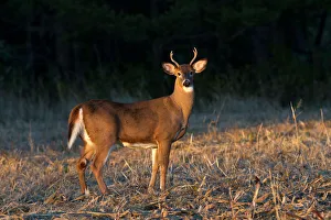 <b class=qtipBold><figcaption>Golden Hour Buck</figcaption></b><br>Driving home around sunset I came upon this white-tailed buck walking along the tree line, I snuck up through a field of mud and got this shot just before 2 mourning doves took flight and spooked him.<br><em>© Jim Cumming</em> Golden Hour Buck
