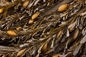 Golden kelp (class Phaeophyceae), California Golden kelp (class Phaeophyceae), California
