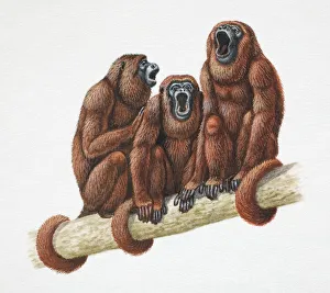 Three Golden Lion Tamarins, Leontopithecus rosalia, sitting with tails wrapped around tree branch and mouths wide open Three Golden Lion Tamarins, Leontopithecus rosalia, sitting with tails wrapped around tree branch and mouths wide open