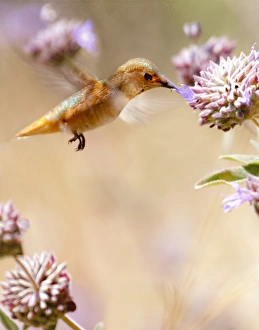 <b class=qtipBold><figcaption>A Golden Moment</figcaption></b><br>A Rufous Hummingbird hovering at a single purple bud on a golden lit, lightly textured background.<br><em>© 2009-2010 Susan Gary</em> A Golden Moment
