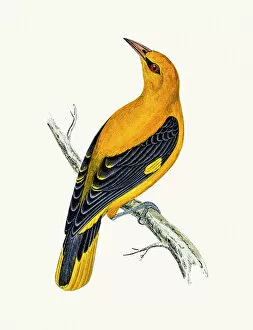 Songbird Gallery: Golden Oriole bird