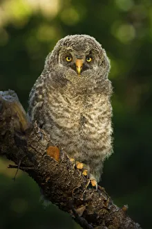 Golden Owl