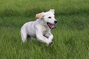 Golden Retriever -Canis lupus familiaris- puppy, three months, running across a meadow Golden Retriever -Canis lupus familiaris- puppy, three months, running across a meadow