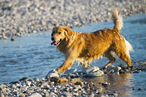 Golden Retriever, Tagliamento braided river, Forgaria nel Friuli, Udine province, Italy Golden Retriever, Tagliamento braided river, Forgaria nel Friuli, Udine province, Italy