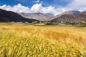 The golden rice field at Khardungla village The golden rice field at Khardungla village