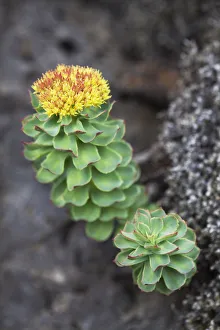 Golden Root, Rose Root or Roseroot -Sedum rosea-, Blue Lagoon, Reykjanes Peninsula Golden Root, Rose Root or Roseroot -Sedum rosea-, Blue Lagoon, Reykjanes Peninsula