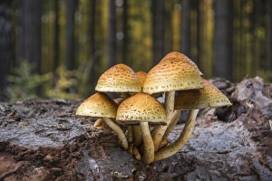 Golden Scalycap -Pholiota aurivellus- on the trunk of a beech, Thuringia, Germany Golden Scalycap -Pholiota aurivellus- on the trunk of a beech, Thuringia, Germany
