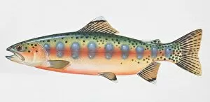 Images Dated 9th March 2006: Golden Trout, Oncorhynchus aguabonita, side view