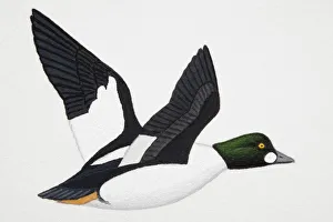 Goldeneye (Bucephala clangula), adult sea duck Goldeneye (Bucephala clangula), adult sea duck