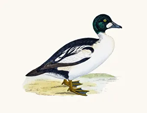 <b class=qtipBold><figcaption>Goldeneye Duck Waterfowl bird</figcaption></b><br>A photograph of an original hand-colored engraving from The History of British Birds by Morris published in 1853-1891.<br><em>© mashuk</em> Goldeneye Duck Waterfowl bird