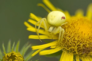 Goldenrod Crab Spider -Misumena vatia- on a British Yellowhead -Inula britannica Goldenrod Crab Spider -Misumena vatia- on a British Yellowhead -Inula britannica