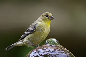 <b class=qtipBold><figcaption>Goldfinch</figcaption></b><br>Lesser goldfinch in portrait.<br><em>© Phoo Chan</em> Goldfinch