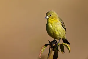 <b class=qtipBold><figcaption>Goldfinch on branch</figcaption></b><br>Goldfinch on branch.<br><em>© Phoo Chan</em> Goldfinch on branch