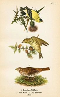 Bunting And American Sparrows Gallery: 