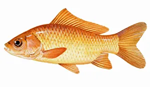 Goldfish (Carassius auratus), member of carp family Goldfish (Carassius auratus), member of carp family