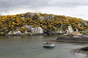 Goleen Harbour, flowering broom, Mizen Head Peninsula, West Cork, Republic of Ireland, British Isles, Europe Goleen Harbour, flowering broom, Mizen Head Peninsula, West Cork, Republic of Ireland, British Isles, Europe